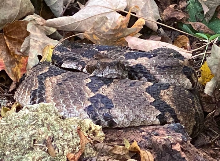 Timber Rattlesnake